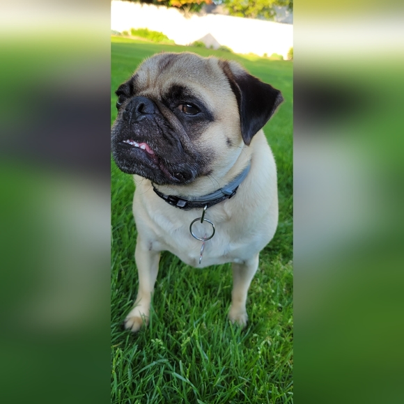 Meet your Posher, Pudge The Pug - Picture 10 of 12